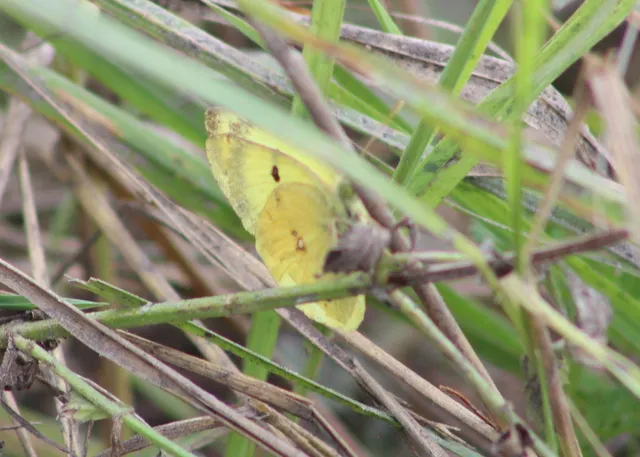 Colias hyale - kéneslepke