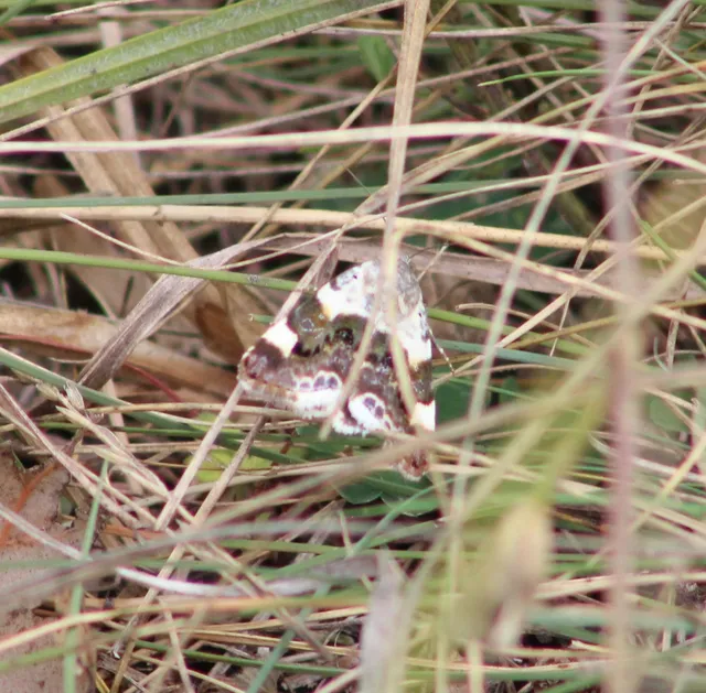 Acontia lucida - fehér nappalibagoly