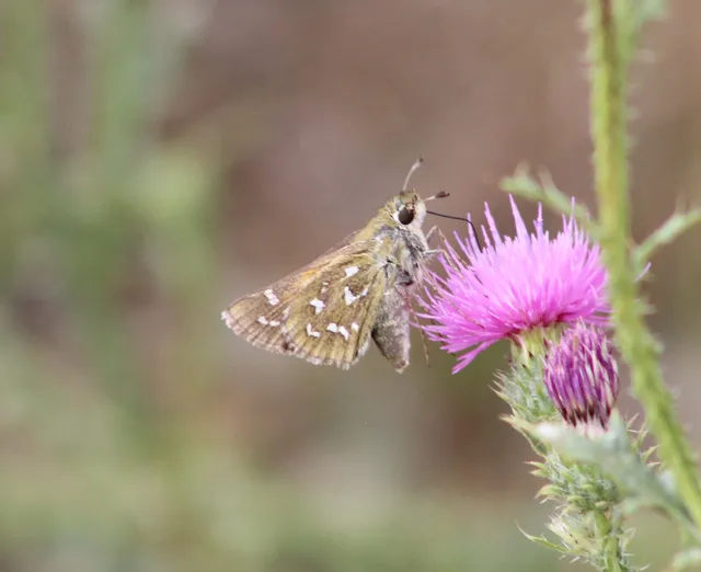 Hesperia comma - vesszős busalepke
