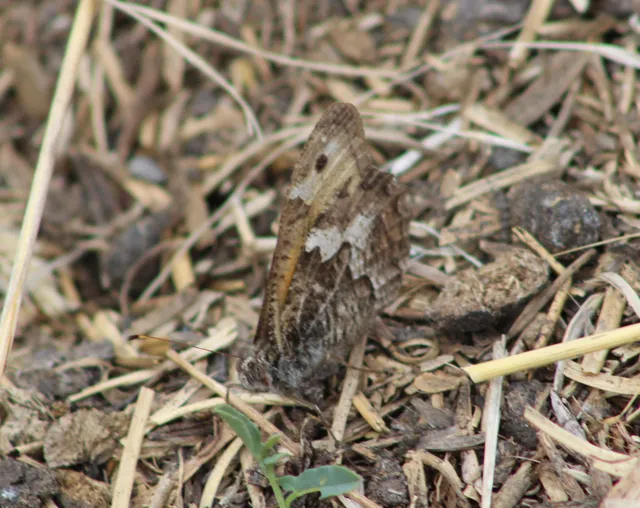 Hipparchia semele - barna szemeslepke