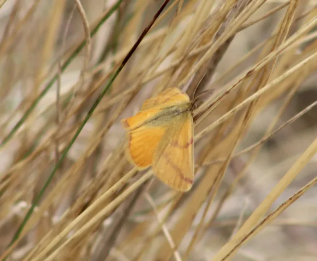 Lythria purpuraria - bíborsávos araszoló