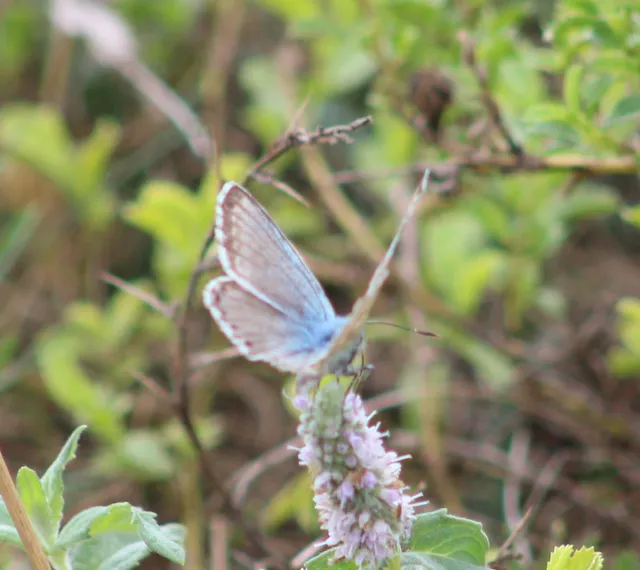 Polyommatus coridon - ezüstkék boglárka
