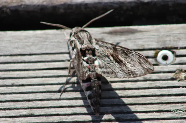 Agrius convolvuli - szulákszender