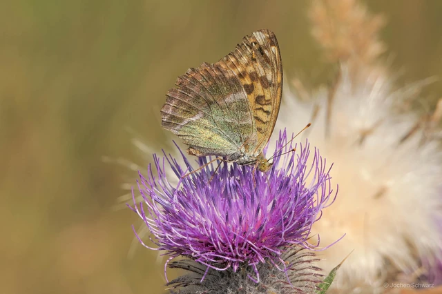 Argynnis paphia - nagy gyöngyházlepke