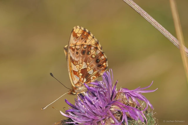 Boloria dia - kis gyöngyházlepke