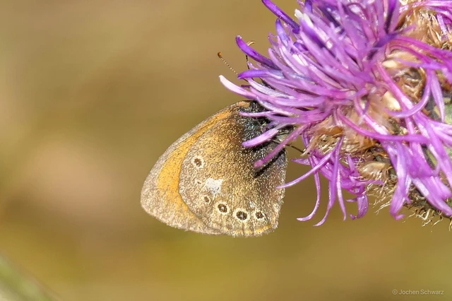 Coenonympha glycerion - közönséges szénalepke