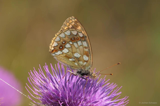 Argynnis adippe - ezüstös gyöngyházlepke