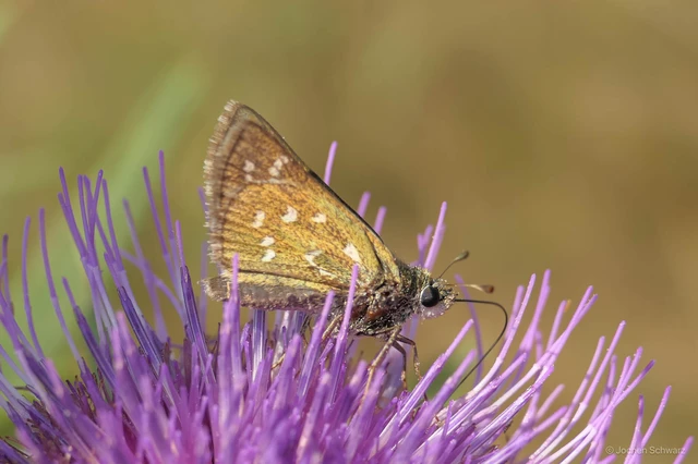 Hesperia comma - vesszős busalepke