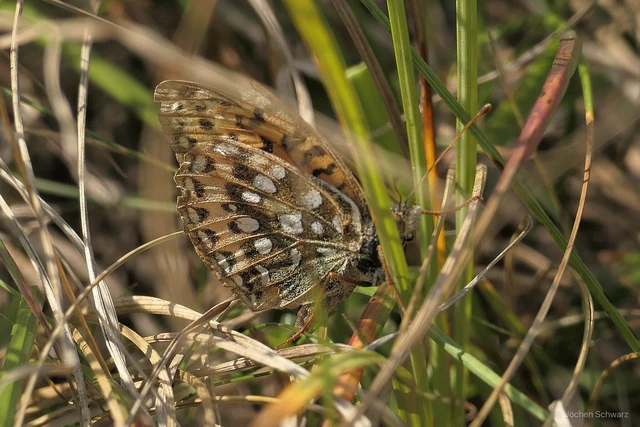 Argynnis aglaja - kerekfoltú gyöngyházlepke Argynnis aglaja - kerekfoltú gyöngyházlepke