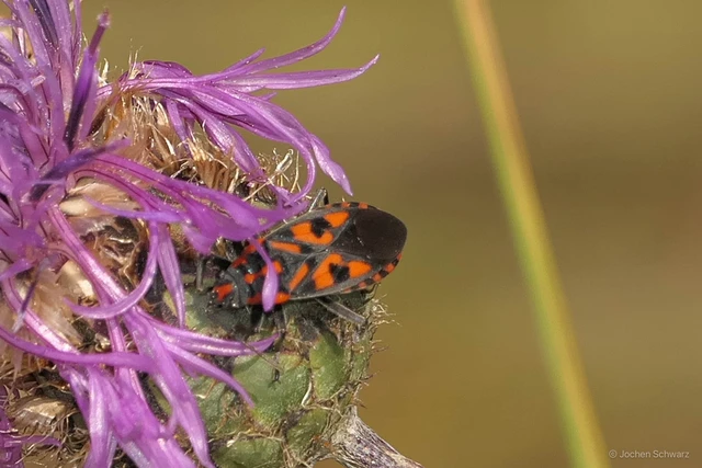 Spilostethus saxatilis - virágbodobács