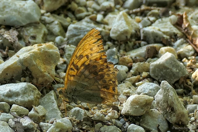 Argynnis paphia - nagy gyöngyházlepke