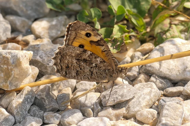 Hipparchia semele - barna szemeslepke