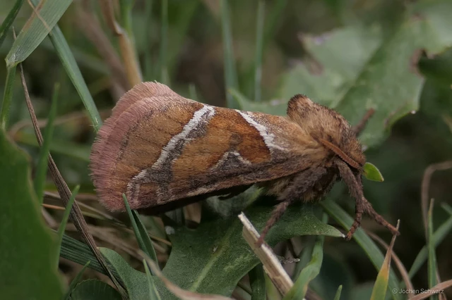 Triodia sylvina - kis gyökérrágólepke