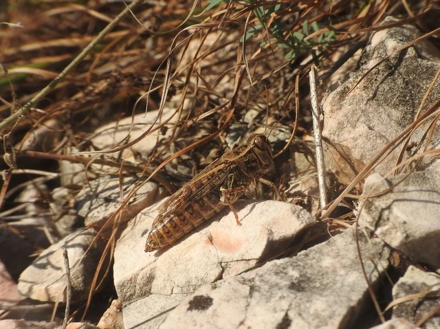 Calliptamus italicus - olaszsáska