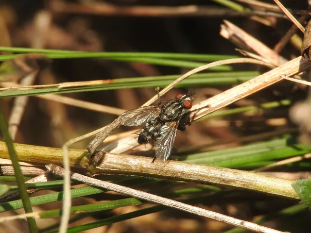 Sarcophagidae - húslégyfélék