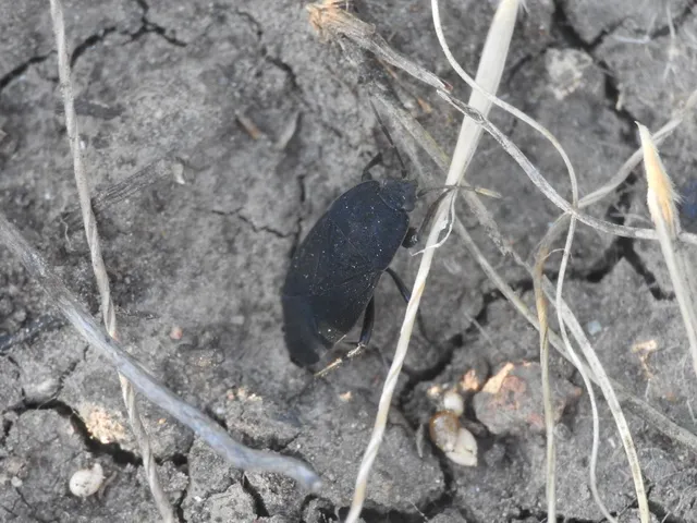 Aellopus atratus - cigánybodobács