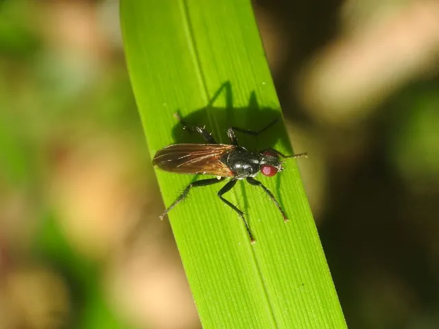 Scathophagidae