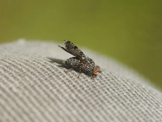 Callopistromyia annulipes - pávalégy