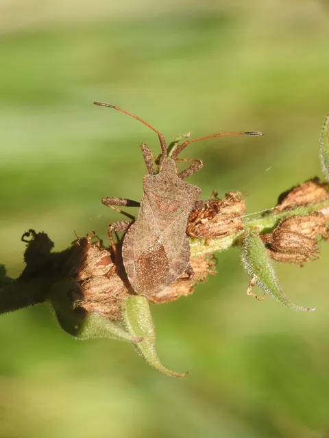 Coreus marginatus - közönséges karimáspoloska