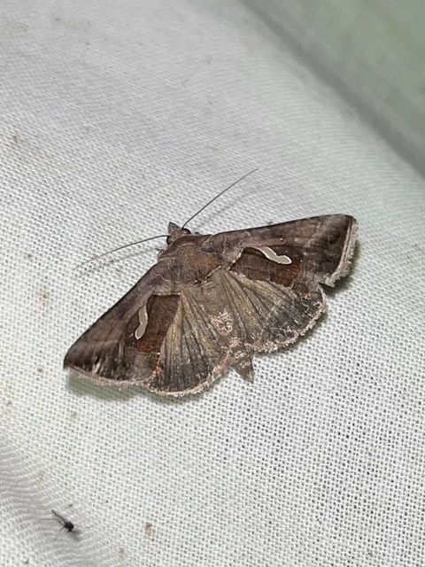 Macdunnoughia confusa - cseppfoltos ezüstbagoly