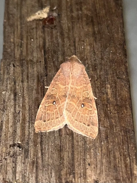 Cirrhia ocellaris - fakó sárgabagoly