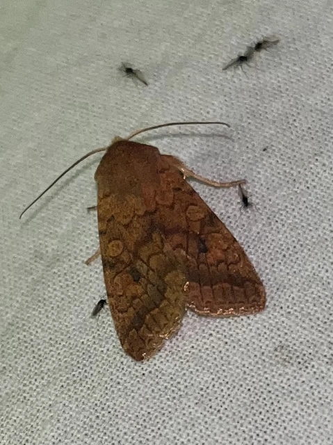 Sunira circellaris - okkersárga őszibagoly
