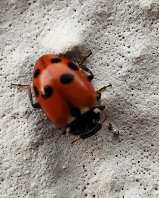 Hippodamia variegata - tizenhárompettyes katica