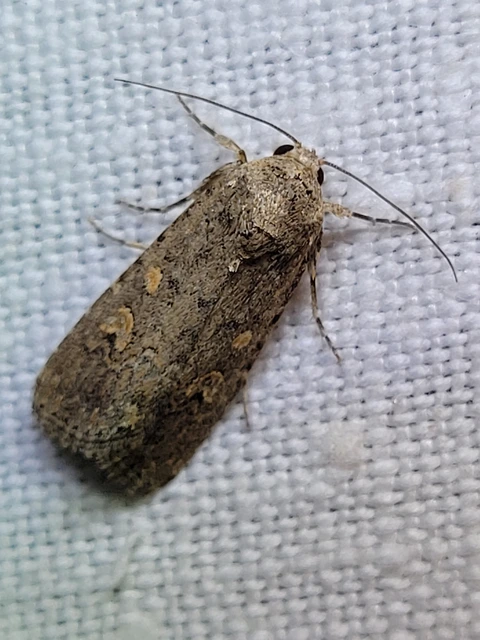 Spodoptera exigua - apró jegyesbagoly