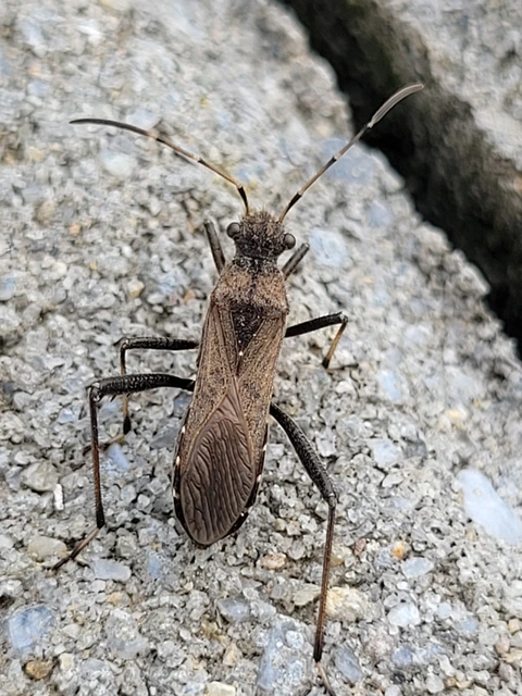 Alydus calcaratus - szőrös tövispoloska