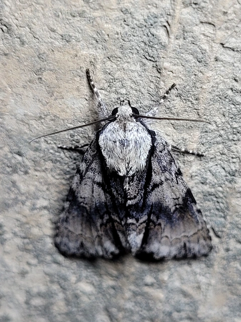 Acronicta alni - éger-szigonyosbagoly