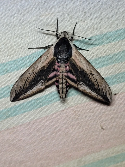 Sphinx ligustri - fagyalszender