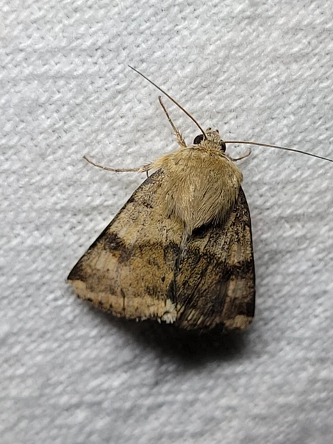 Heliothis viriplaca - mácsonyabagoly