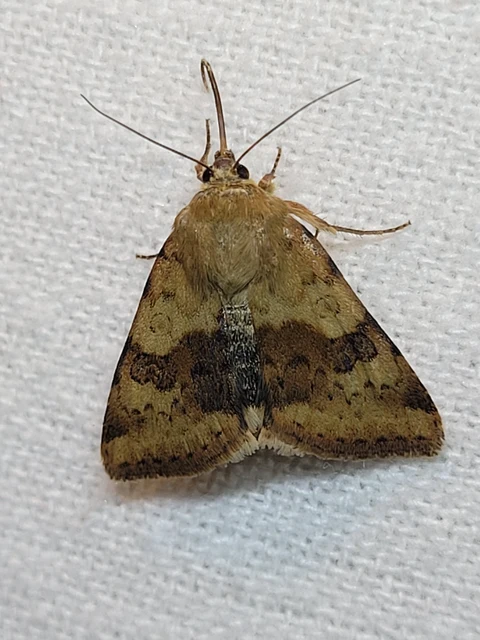 Heliothis viriplaca - mácsonyabagoly