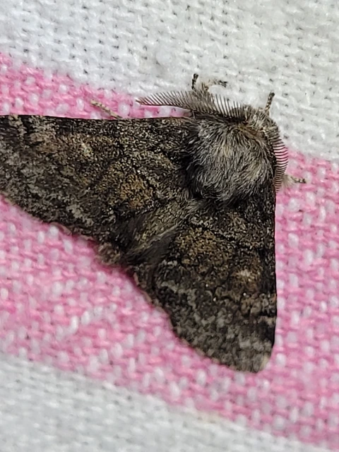 Gluphisia crenata - kormos púposszövő
