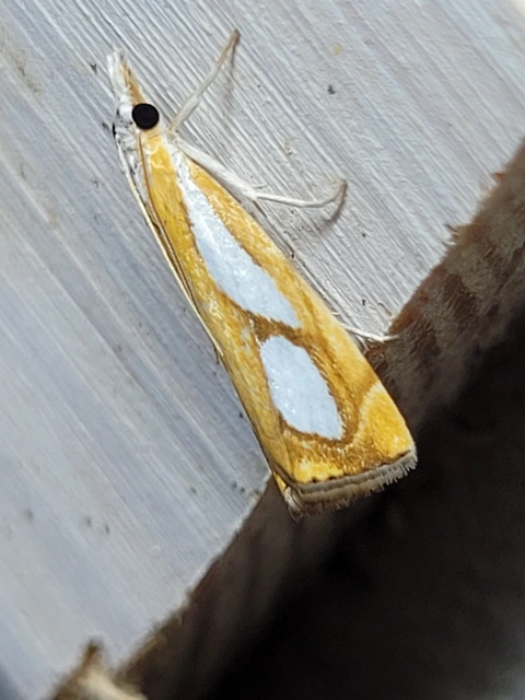 Catoptria