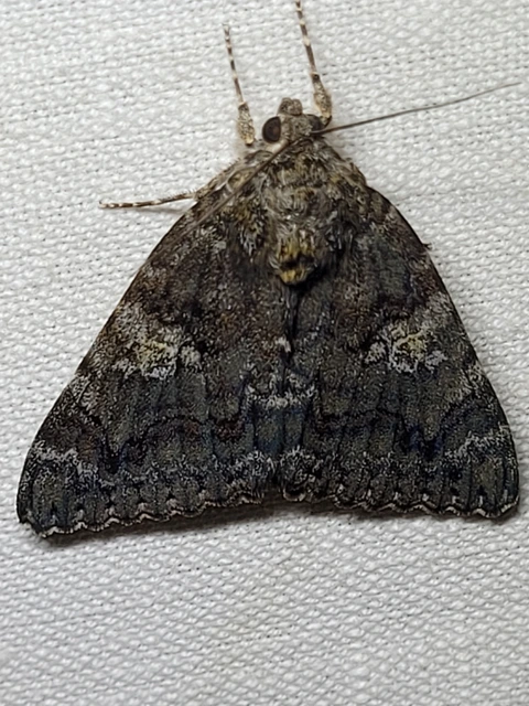 Catocala sponsa/dilecta