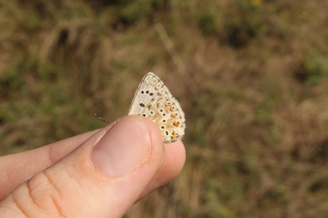 Polyommatus coridon - ezüstkék boglárka