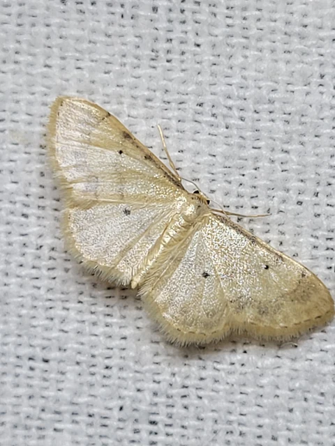 Idaea politaria - vonalas apróaraszoló