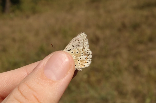 Polyommatus coridon - ezüstkék boglárka