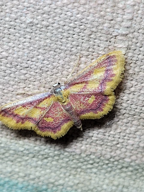 Idaea muricata - mocsári pirosaraszoló