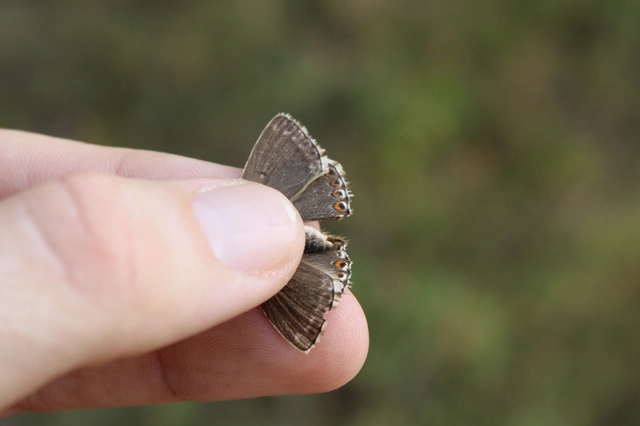 Polyommatus coridon - ezüstkék boglárka
