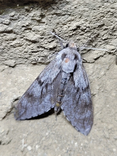 Hyloicus pinastri - fenyőszender