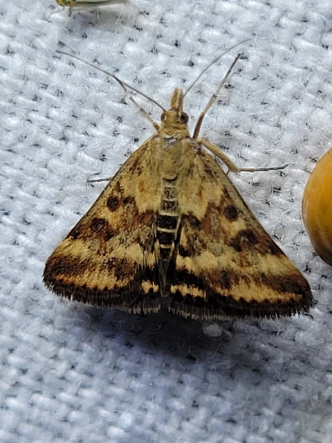 Pyrausta despicata - réti bíbormoly