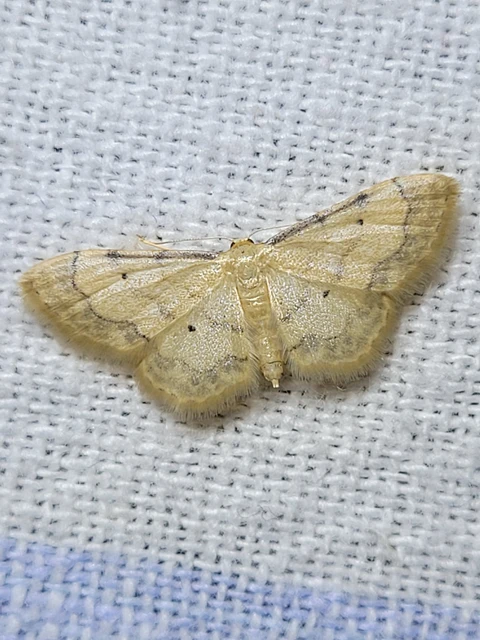 Idaea politaria - vonalas apróaraszoló