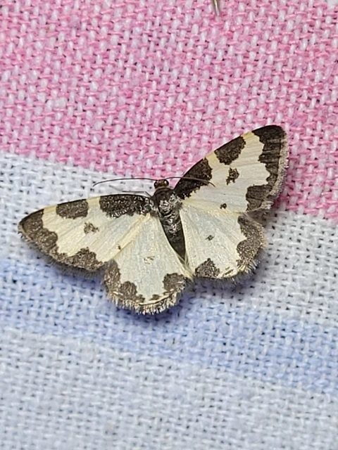 Lomaspilis marginata - szegélyes nyárfaaraszoló