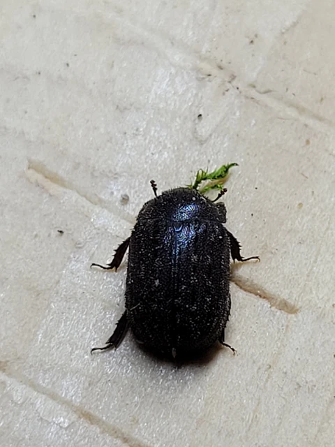 Aesalus scarabaeoides - szőrös szarvasbogár