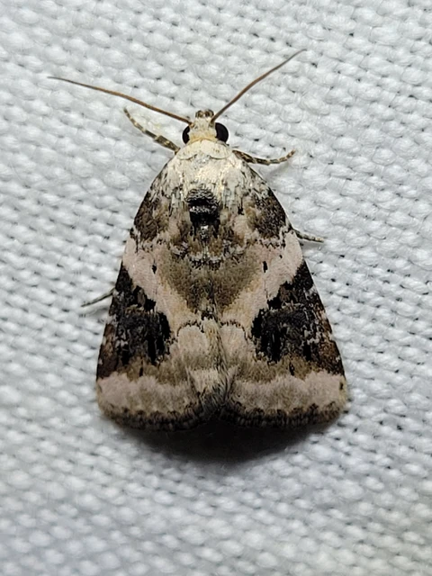 Pseudeustrotia candidula - fehéres apróbagoly