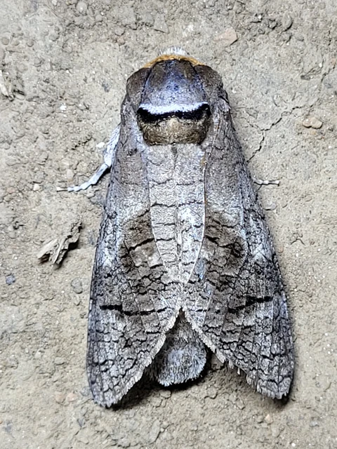 Cossus cossus - fűzfarontólepke