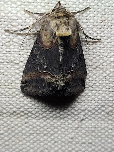 Abrostola triplasia - közönséges csalánbagoly