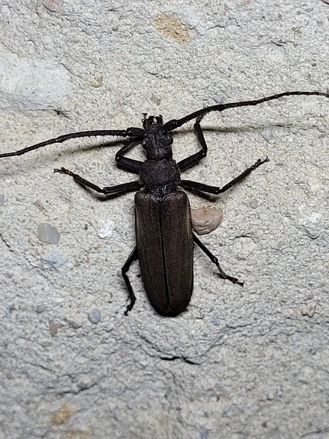 Aegosoma scabricorne - diófacincér